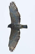 Broad-winged Hawk