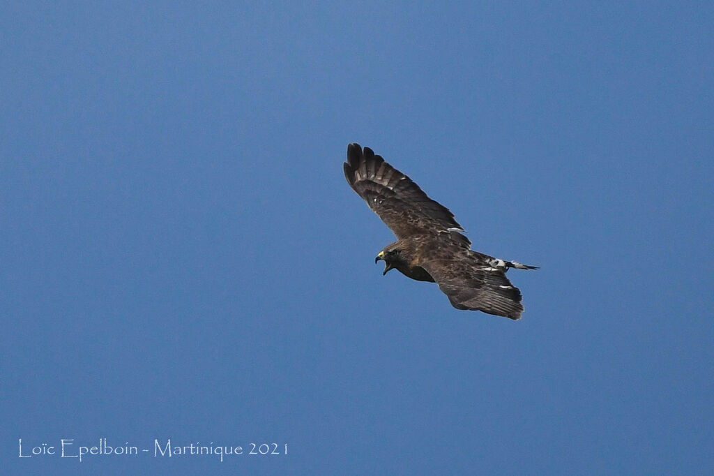 Broad-winged Hawk