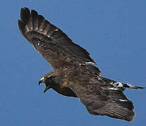 Broad-winged Hawk