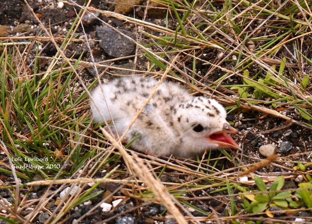 Least Tern