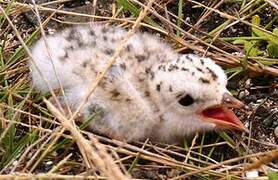 Least Tern