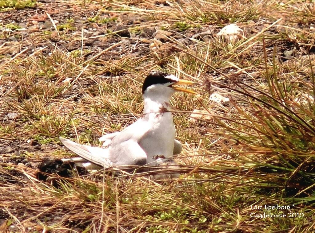 Least Tern