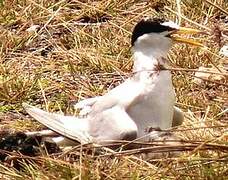 Least Tern