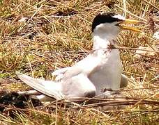 Least Tern