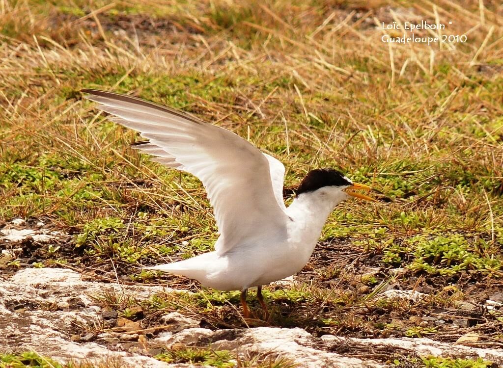 Least Tern