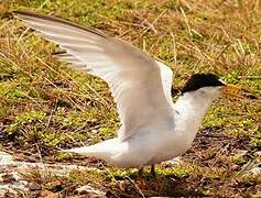 Least Tern