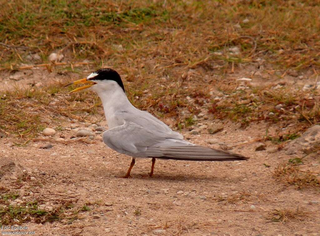 Least Tern, song