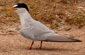 Least Tern