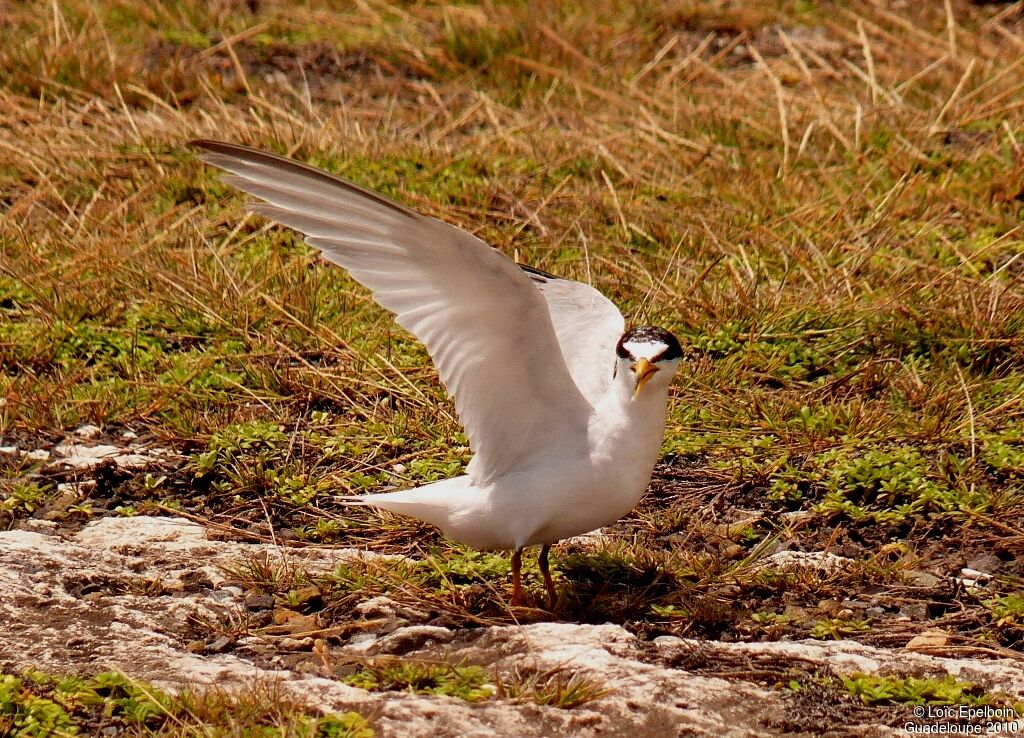 Least Tern