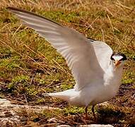 Least Tern