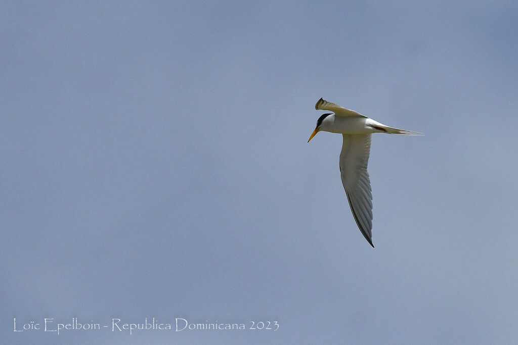 Least Tern