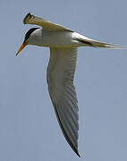 Least Tern