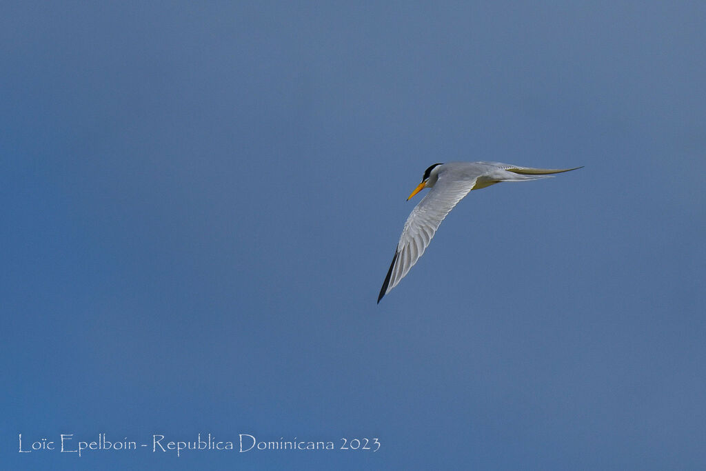 Least Tern