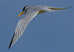 Least Tern