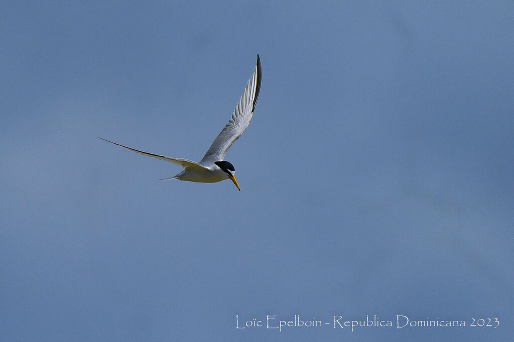 Least Tern