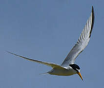 Least Tern