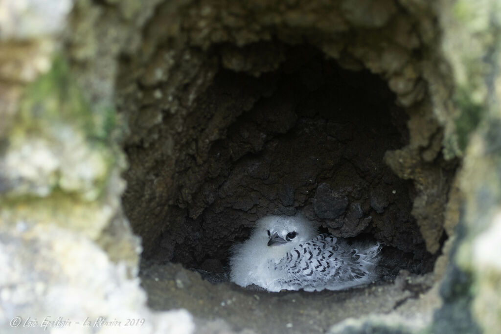 White-tailed Tropicbird