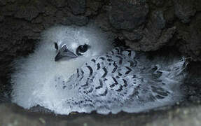 White-tailed Tropicbird