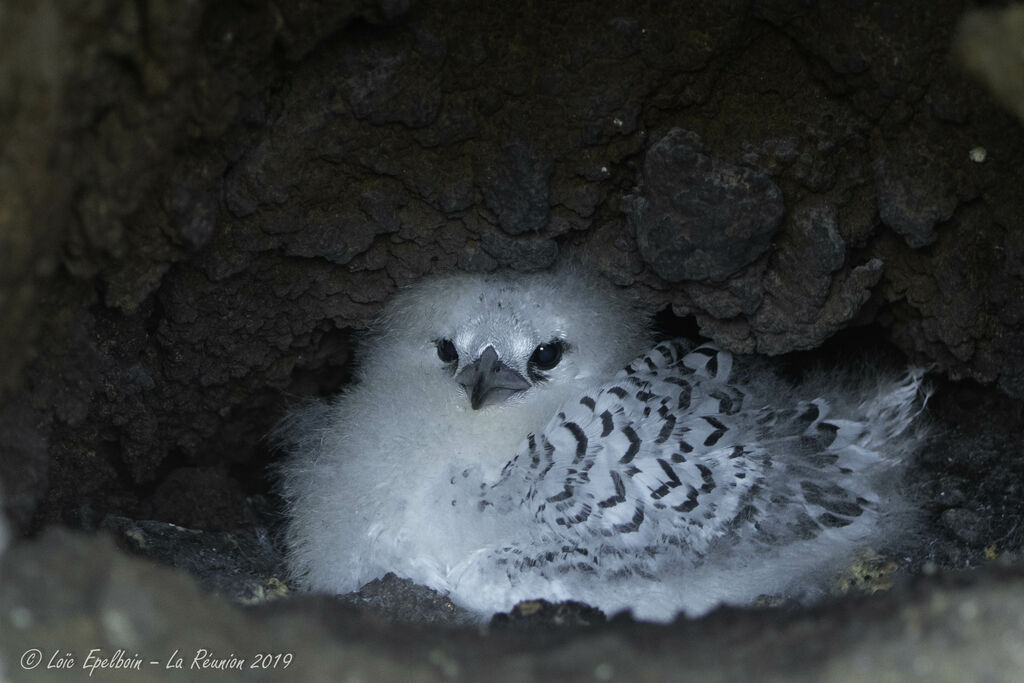 White-tailed Tropicbird