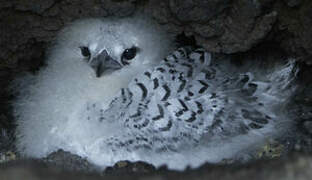 White-tailed Tropicbird