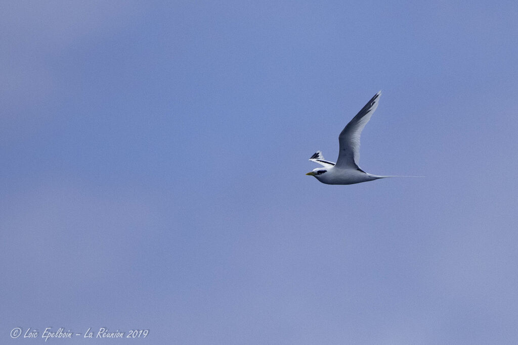 White-tailed Tropicbird