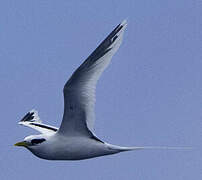 White-tailed Tropicbird