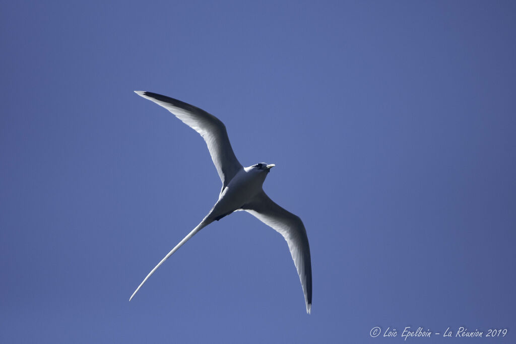 White-tailed Tropicbird