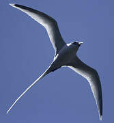 White-tailed Tropicbird