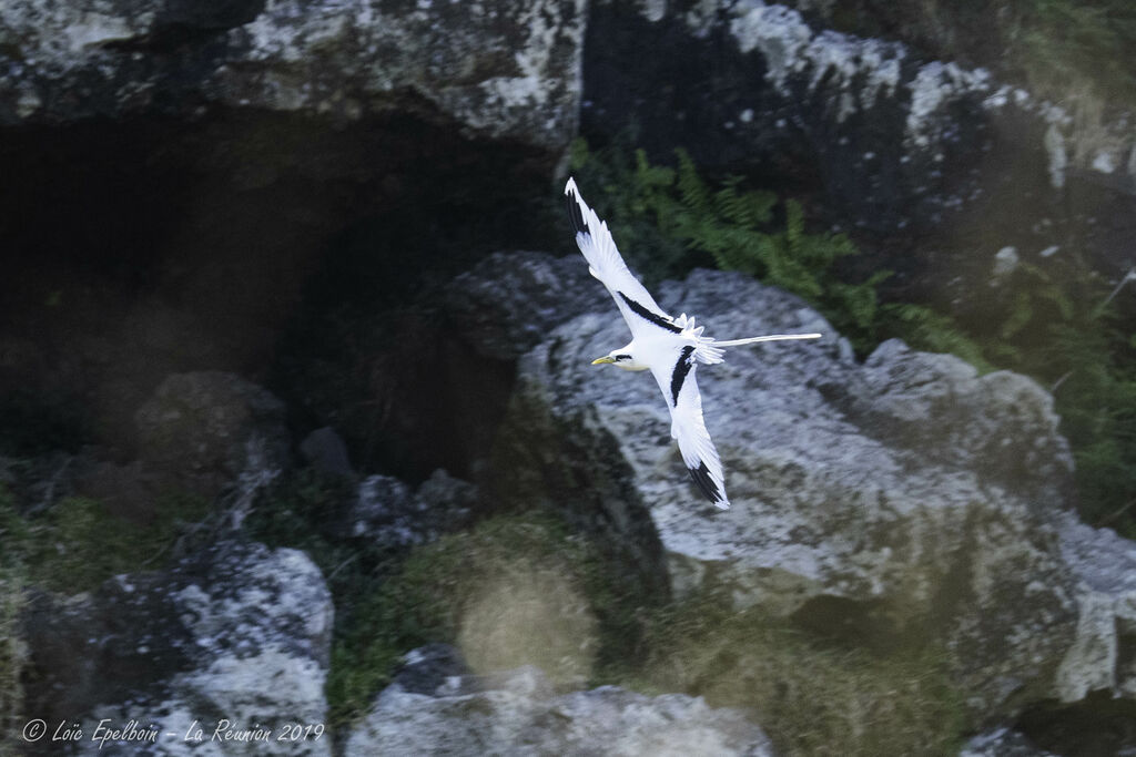 White-tailed Tropicbird