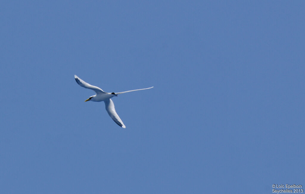 White-tailed Tropicbird