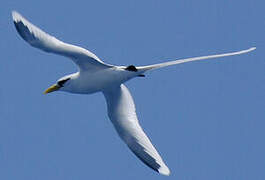 White-tailed Tropicbird