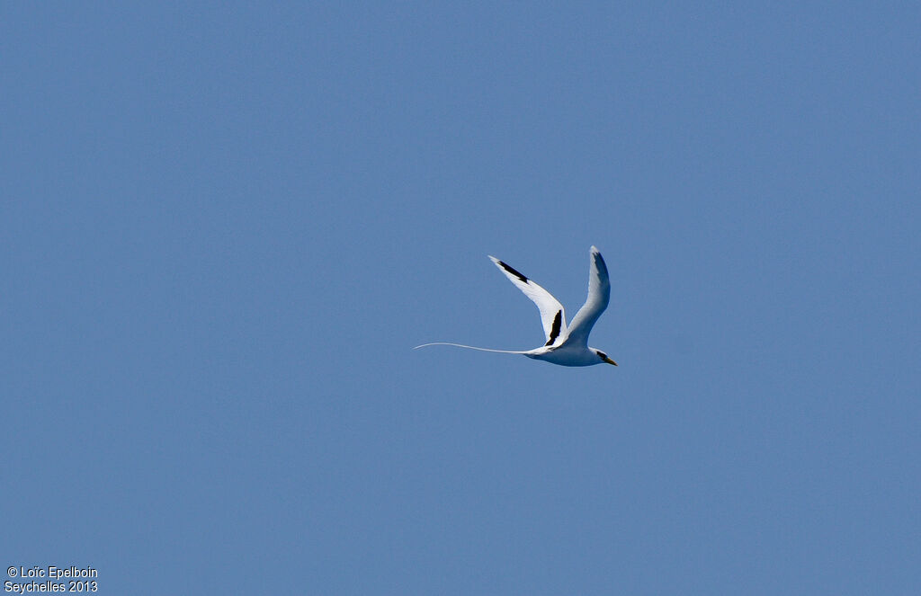 White-tailed Tropicbird