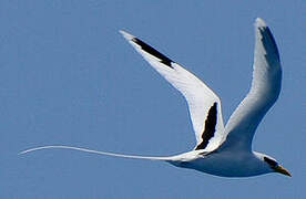 White-tailed Tropicbird