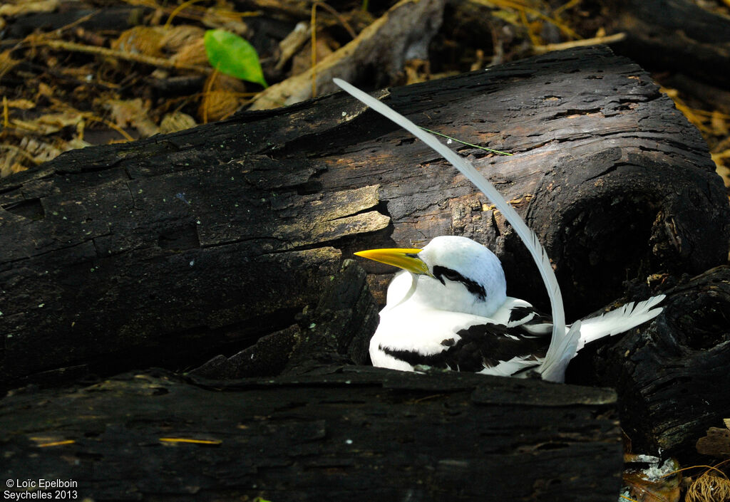 White-tailed Tropicbird