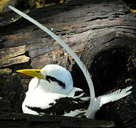 White-tailed Tropicbird