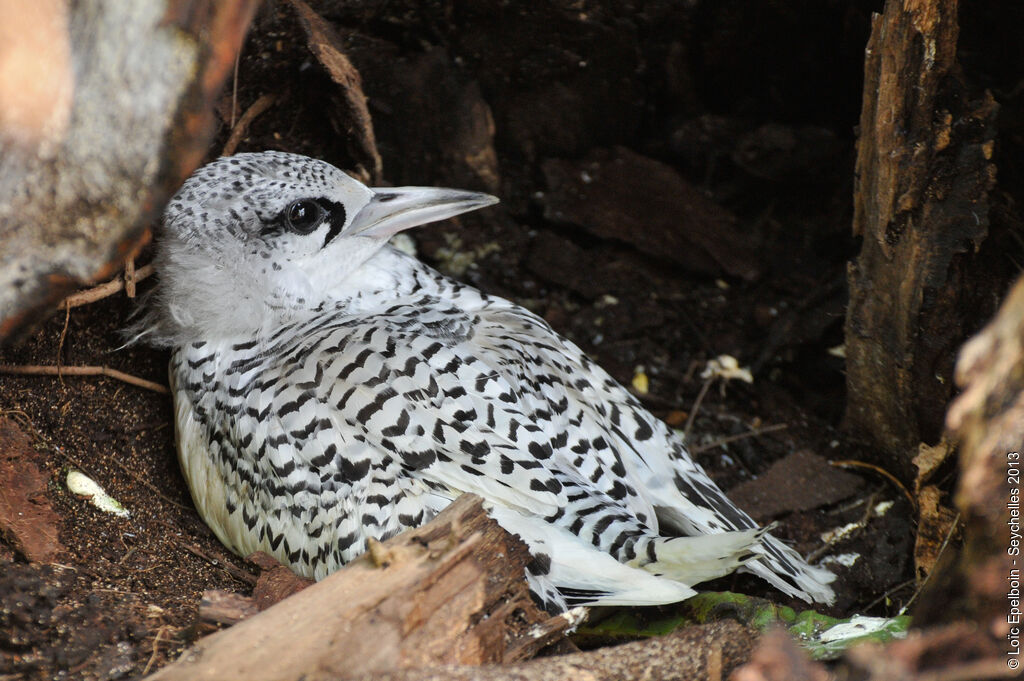 White-tailed TropicbirdFirst year