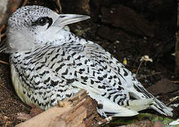 White-tailed Tropicbird