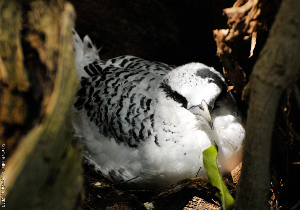 White-tailed TropicbirdFirst year