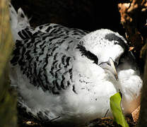 White-tailed Tropicbird