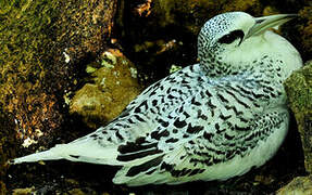 White-tailed Tropicbird