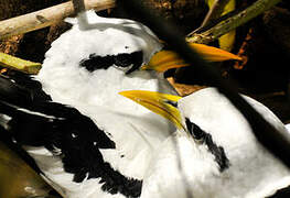 White-tailed Tropicbird