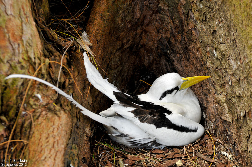 White-tailed Tropicbird