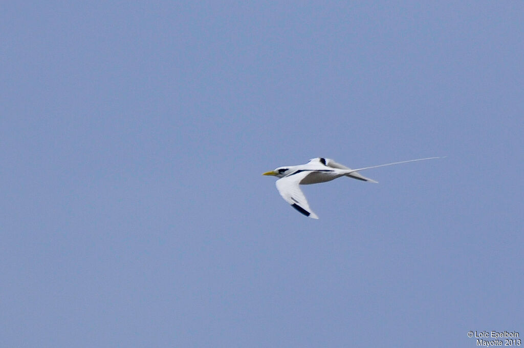 White-tailed Tropicbird