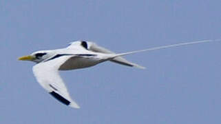 White-tailed Tropicbird