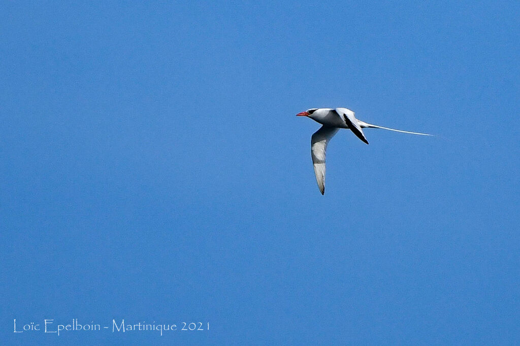 Red-billed Tropicbird