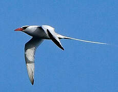 Red-billed Tropicbird