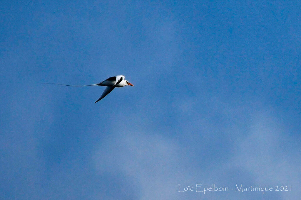 Red-billed Tropicbird