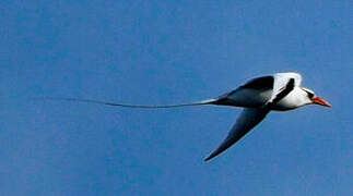 Red-billed Tropicbird