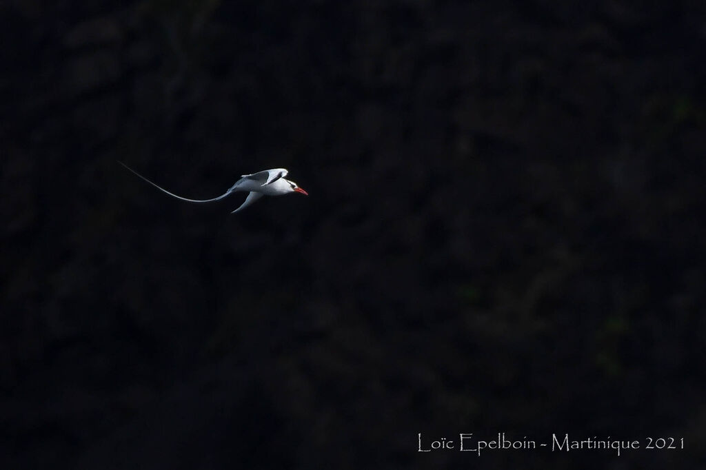 Red-billed Tropicbird