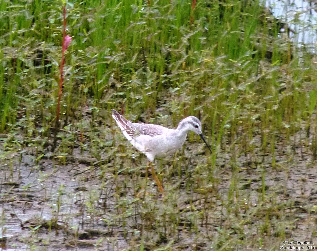 Phalarope de Wilson